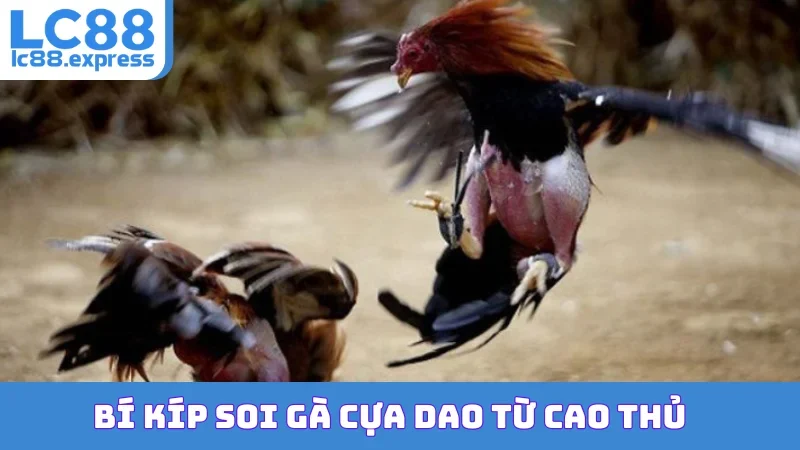 Bí kíp soi gà cựa dao từ cao thủ