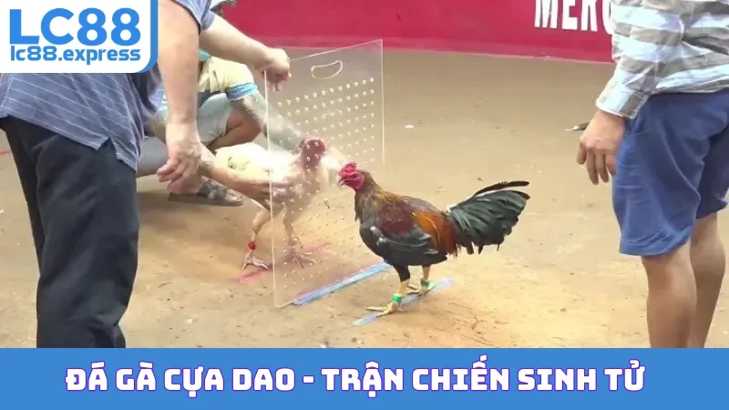 Đá Gà Cựa Dao