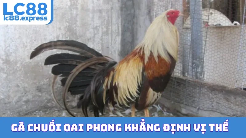 Gà chuối oai phong khẳng định vị thế