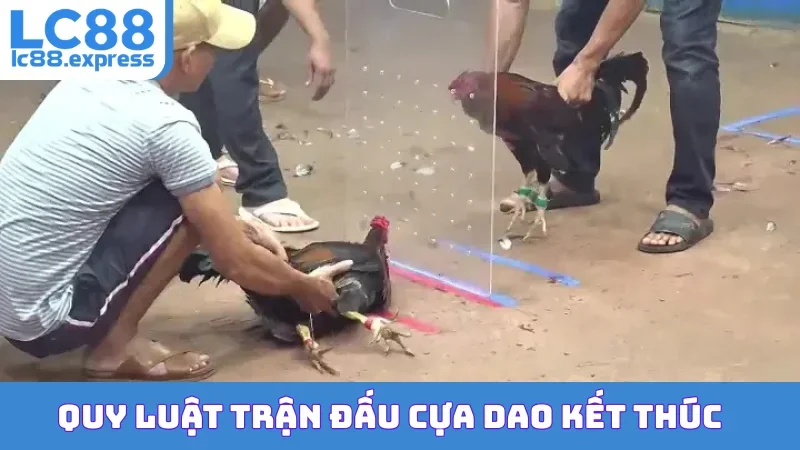 Quy luật trận đấu cựa dao kết thúc