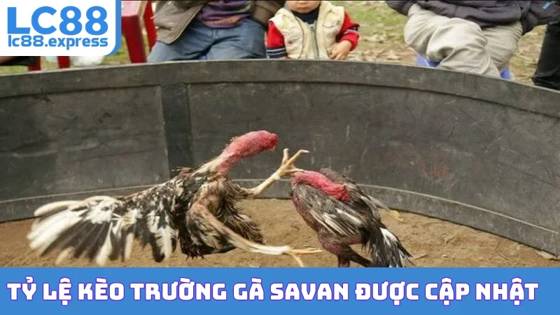 Tỷ lệ kèo trường gà Savan được cập nhật